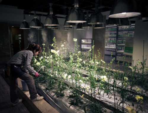 Urban Office/Urban Farm