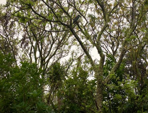 Predator Free New Zealand